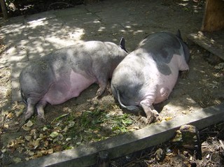 Hängebauchschweine #1 - Schwein, Schlaf, Sonne, Mittag, Ruhe, Haustier, dick, Hängebauchschwein, Borsten, dunkel, faul, schlafen, Suhle, zwei, Gehege