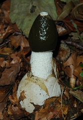 Stinkmorchel - Stinkmorchel, Pilze, Wald, Herbst, Gestank, Phallus impudicus