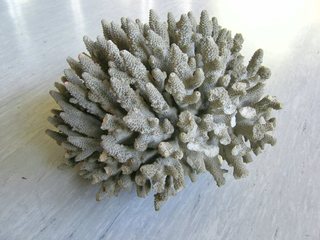 Korallen - Korallen, Kalk, Meerespflanze, Steinkoralle
