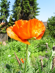 Mohnblume II - Mohn, Blüte, Gartenblume, rot, orange, Blume
