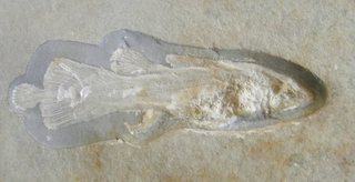 Quastenflosser - Versteinerung, Fossil, Fisch, Quastenflosser, Holophagus coelacanth, Solnhofen, Oberjura, 150 Millionen Jahre