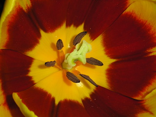 Tulpenblüte - Tulpe, Blüte, Gartenblume, Frühblüher, Stempel, Staubgefäße, gelb, rot, Blume