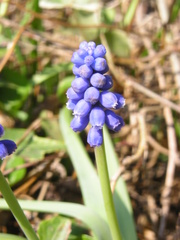 Perlhyazinthe - Hyazinthe, Perlhyazinthe, Frühblüher, Gartenblume, Frühling, Blume, Traubenhyazinthe
