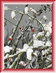 Zweige im Schnee, Sylvester 2009 - Schnee, Winter, Zweige, Spaziergang, Grußkarte, Gruß, Effektbild