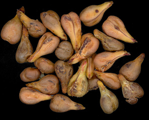 Traubenkerne - Makro, Traubenkerne, Obst, Samen, Traubenkernöl