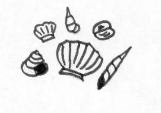 Muscheln - Muscheln, shells, seashells, sammeln, Muschel, Anlaut M, Wörter mit sch
