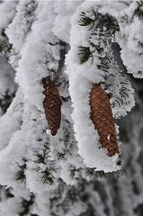 Gefrorene Zapfen - Winter, Frost, Eis, Raureif, Reif, frieren, eisig, kalt, Schnee, Schneebruch, Fichte, Nadelbaum, Zapfen
