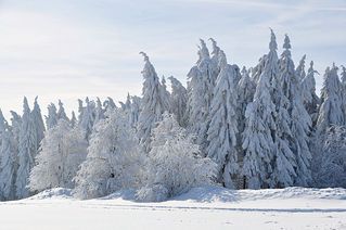 Winter - Winter, Frost, Eis, Raureif, Reif, frieren, eisig, kalt, Schnee, Schneebruch, Fichte, Nadelbaum, Laubbaum, Bäume
