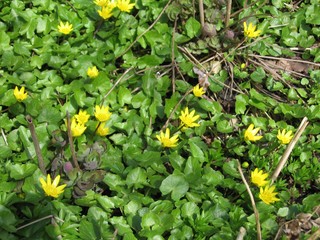 Scharbockskraut - Scharbockskraut, Frühblüher, Frühling, Ranunculus ficaria, Wurzelknollen