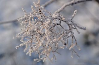 Eisige Perücke - Winter, Frost, Eis, Raureif, Reif, frieren, eisig, kalt, Perückenstrauch