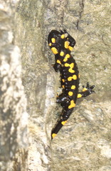 Feuersalamander - Salamander, Feuersalamander, Schwanzlurch, Amphibie