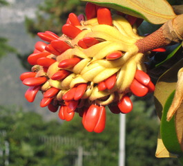 Frucht der Magnolia grandiflora - Magnolia grandiflora, immergrüne Magnolie, Balgfrucht, Frucht, Samen, Fruchtzapfen