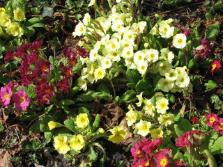 Primel - Primel, Schlüsselblume, Primula vulgaris, Hybrid, Frühblüher, Frühling, bunt