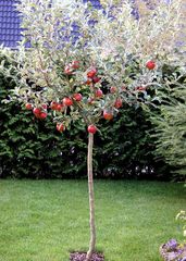 Kleiner Apfelbaum - Garten, Herbst, Apfelbaum, Äpfel, Wiese, Apfel