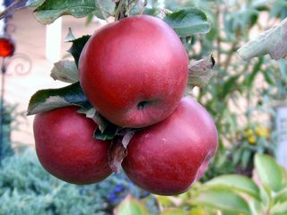 Rote Äpfel - Garten, Herbst, Baum, Obst, Äpfel, Apfel, Apfelbaum