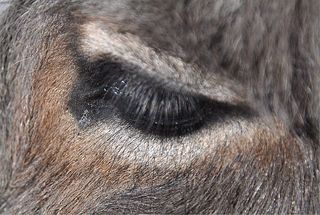 Esel #3 - Esel, Haustier, Pferd, Unpaarhufer, Schimpfwort, stur, Grautier, Lasttier, Auge