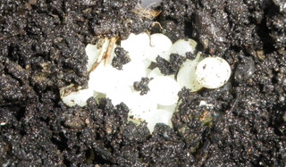 Eier einer Weinbergschnecke in der Erde - Weinbergschnecke, Schnecke, Fortpflanzung, Eiablage, Eier