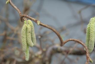 endlich Frühling #2 - Frühling, Haselkätzchen, Korkenzieherhasel, gemeine Hasel, Haselnussstrauch, Blütenkätzchen, männlich, Birkengewächs