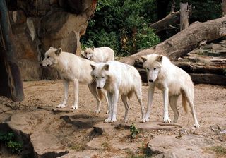Wölfe - Tiere, Wolf, Wölfe, Freigehege, Canis, Rudel