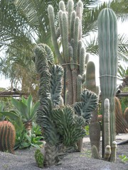 Kakteen - Botanischer Garten, Kaktus, Stammsukkulenten, Sukkulenten, Stachel, Dorn
