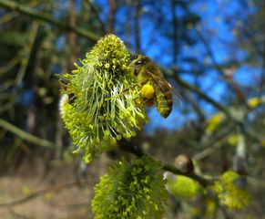 Weidenblüte - männlich #1 - Weidengewächse, Salicaceae, Pollen, Biene