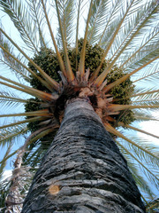 Palme mit Fruchtstand - Palme, Tropen, Stamm, Baum, Palmwedel, Frucht