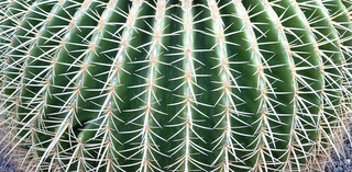 Was_ist_das#Pflanzen - Kaktus, Schwiegermuttersitz, Stacheln, grün, Tropen, pieksen, Fotorätsel