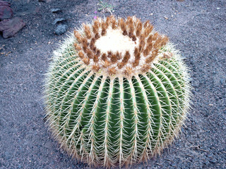 Kaktus, Schwiegermuttersitz - Kaktus, Schwiegermuttersitz, Goldkugelkaktus, Stacheln, pieksen, Tropen, Pflanze