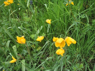 Wildtulpe - Tulipa sylvestris, Wildtulpen, kleine Tulpen, gelb, Frühjahr, Frühling, Natur, Erwachen