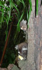 Mohrenmaki #3 - Mohrenmaki, Lemur