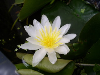 Blüte der Kleinen Teichrose - Büte, weiß, Teich, Wasserpflanze