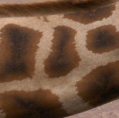 Was_ist_das#Tiere - Giraffe, Hals, Muster, Afrika, Tier, Fotorätsel