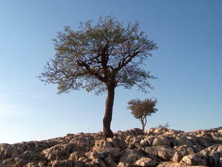 Olivenbaum - Olivenbaum, Mykene, Griechenland, immergrün, Olea europaea, steinig