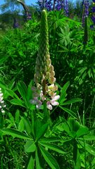 Lupine weiss - Lupinus polyphyllus, Fabaceae, Leguminosae, Schmetterlingsblütler, Lupine