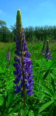 Lupine blau - Lupinen, Wolfsbohne, Schmetterlingsblütler, Hülsenfrüchtler, Lupine, Lupinus polyphyllus, Fabaceae, Leguminosae