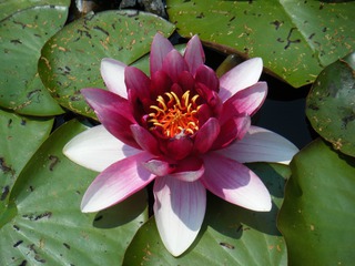 Seerose - Seerose, Wasserpflanze, Teich, Gewässer, Blüte, rosa, pink, Schwimmblätter