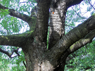 Kirschbaum #2 Struktur - Kirschbaum, Kirsche, Kirschen, Obst, Früchte, Natur, Baum, Krone, Früchte, Stamm, Blätter, Äste, Ast, Harz