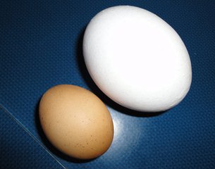 Größenvergleich Eier - Ei, braun, weiß, groß, klein, Hühnerei, Schale, Güteklasse