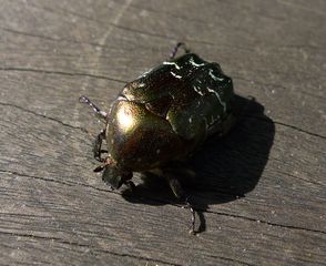 Goldrosenkäfer - Käfer, schillernd, Insekt, glänzen, Cetonia aurata