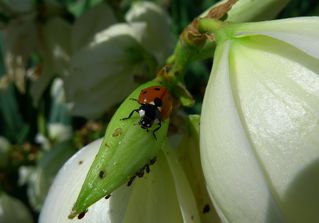 Marienkäfer - Käfer, Insekten, Marienkäfer, Nützling, halbkugelig, Deckflügel, Glückssymbol, Schädlingsbekämpfer