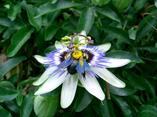 Passionsblume - Passionsblume, Blüte, Passiflora caerulea, Strahlenkranz, Kletterpflanze, weiß, blau, Pollen, Blütenstaub, Bestäubung