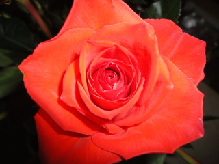 Rote Rose - Rose, Blüte, blühen, rot, Rose, Schnittblume, Rosengewächs, Naturform, Rosenblüte, Schnittblume, Blume