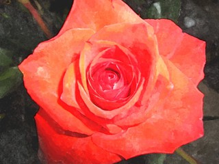 Rote Rose, Wasserfarben - Rose, rot, malen, Farben, Wasser