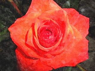 Rote Rose, Ölfarben - Rose, rot, Öl, malen, Farben