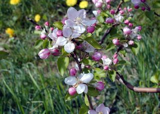 Apfelblüten mit Biene - Frühling, Obstplantage, Apfelblüten, Biene, Befruchtung, Apfelblüte, Obstblüte, blühen, Obstbaum