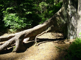 Wurzelholz  - Baum, Wurzel, Holz, Wald, Zeitabschnitt, Kunst