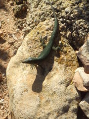 Eidechse - Eidechse, Mallorca, Spanien, Reptil