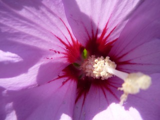Hibiskusblüte #2 - Natur, Blüte, Hibiskus, Eibisch, Malve, Malvengewächs