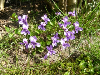 Veilchen - Veilchen, blau, violett, Frühblüher, Frühjahr