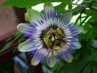 Passionsblume - Passionsblume, Blüte, Passiflora caerulea, Strahlenkranz, Kletterpflanze, weiß, blau